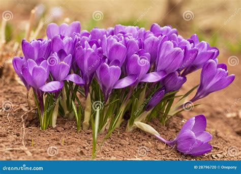 Spring Crocus Stock Photo Image Of Green Easter April 28796720