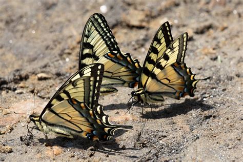 Eastern Tiger Swallowtails Papilio Glaucus Mark Rosenstein Flickr