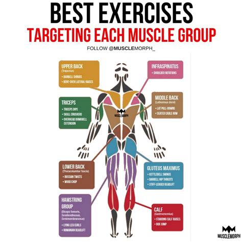 With Over 600 Muscles In Our Body It Is Easy To Forget Some Important