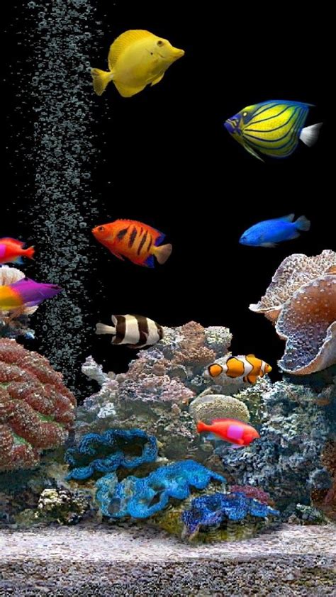 84 Fish Live Wallpaper Hd Free Download Picture Myweb