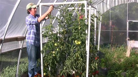How To Install A Lean And Lower Trellis System For Tomatoes Dengarden