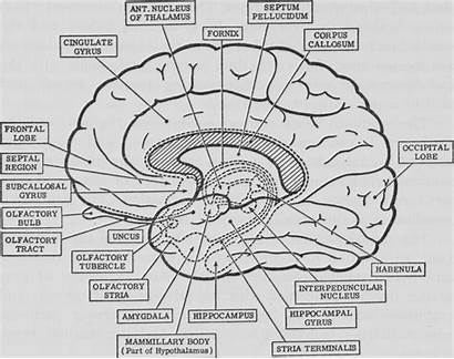 Brain Coloring Anatomy Pages Psychology Diagram Neuroanatomy