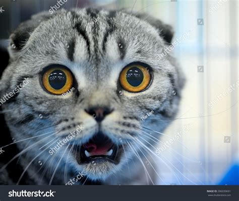 Shocked Cat Stock Photo 286039691 Shutterstock