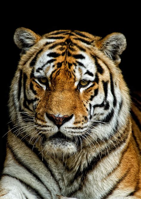 Tiger Portrait 7e2