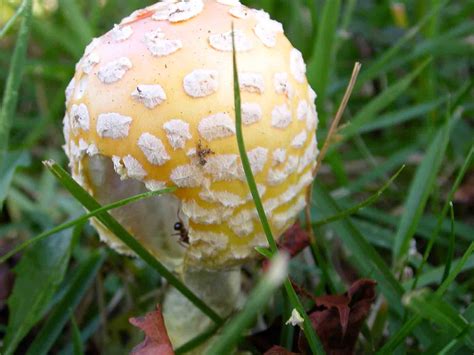 Amanita Muscaria Virginia Mushroom Hunting And Identification