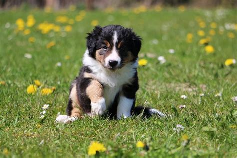 50 Cutest Dog Breeds As Puppies Readers Digest