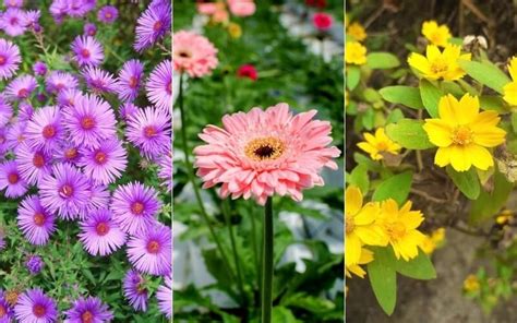 20 Different Flowers That Almost Look Like Daisies