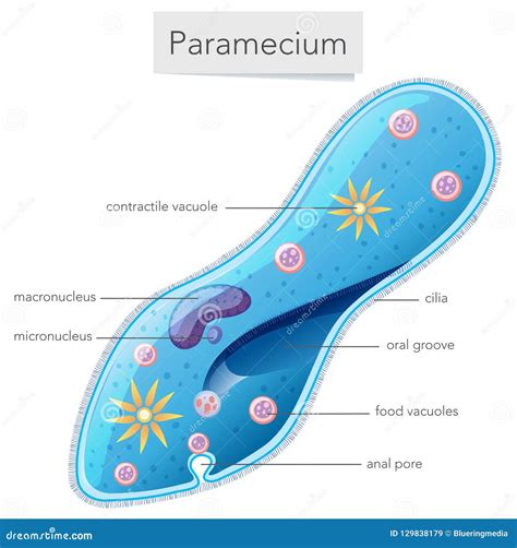 Paramecium Cell Diagram Labeled