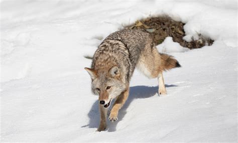 Coexisting With Wildlife Coyotes Forest Preserve District Of Will County