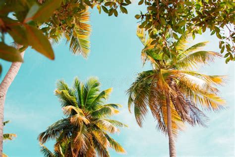 Low Angle Shot Of Green And Yellow Palm Trees Stock Image Image Of
