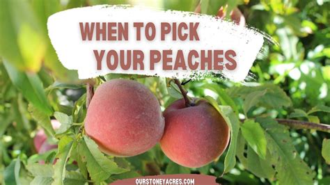 How To Know When To Pick Your Peaches Our Stoney Acres