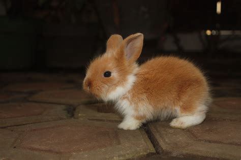 1 Month Bunny Rabbit Bunny Animals