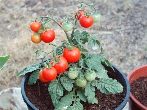 Todo Sobre El Cultivo Del Tomate El Horticultor