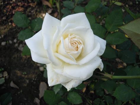 Fehér Rózsa Kép