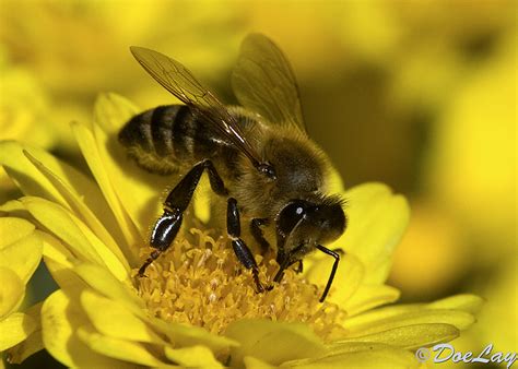 Bees are flying neutral mobs that live in bee nests and beehives. Behind the folklore: bees and rain: Do bees know when it's ...