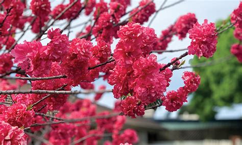 Spring Blossoms Fleeting Beauty Salife