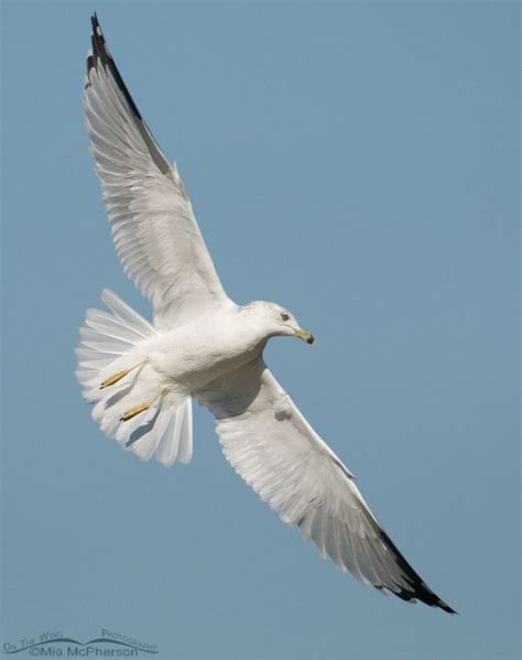 Ring Billed Gull On The Wing On The Wing Photography