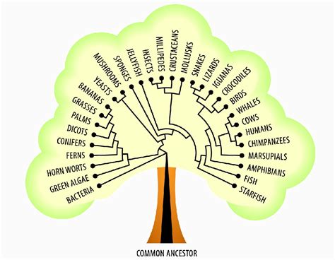 Evolutionary Tree Of Life Diagram