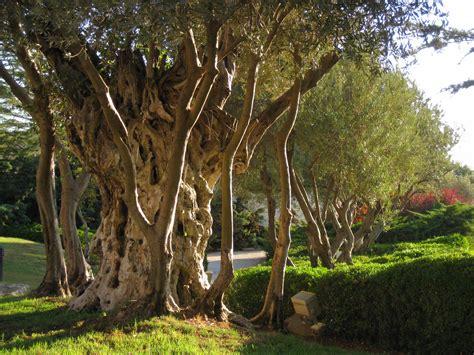Olive Tree Jerusalem