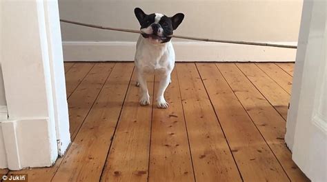 Hilarious Video Shows Angus The Puppy Trying To Fit Stick Through