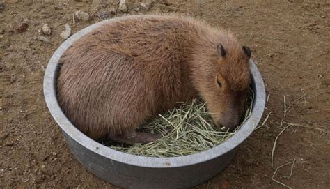 Are Capybaras Friendly Or Dangerous Fun Read Wild Explained