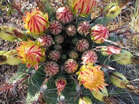 For most desert flowers, to see fields of them, you must travel to very specific locations. Desert Flower Names | Bonus Monsoon cactus flowers ...