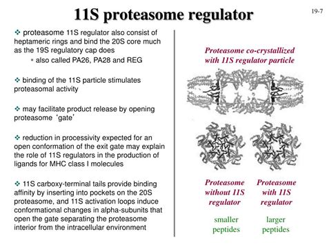 Ppt Proteasome And Other Proteases Powerpoint Presentation Free