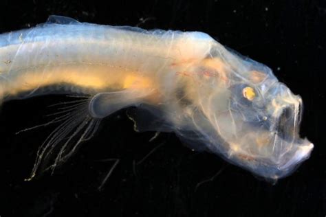 Cómo Son Las Criaturas Fantásticas Que Descubrieron Científicos En Las Profundidades Del Océano