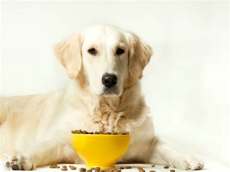 How To Choose The Best Dog Food For Your Golden Retriever Puppy In