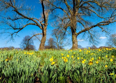 Daffodil Meadow Stock Image Image Of Bright Landscape 70492299