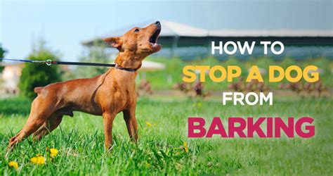 How To Stop A Dog From Barking Effective Tips And Tricks