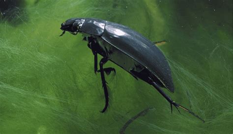 Water Beetle Facts Information And Pictures