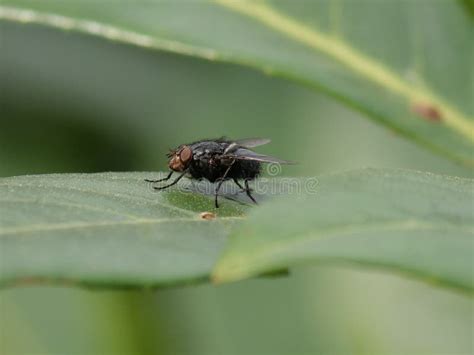 Black Fly Stock Photo Image Of Bokeh Nature Hairy 182646332