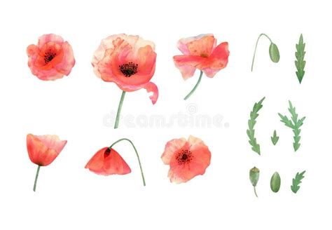 Poppies Flower Set Watercolor Botanical Illustration With Red Poppy