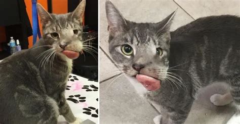 Stray Cat With A Massive Tumor On Her Mouth Found On The Street