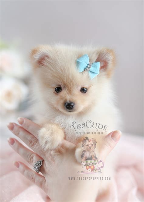 Call it a pompom, tumbleweed, deutscher zwergspitz, or zwers, these tiny, energetic, popular toy dogs are. Teacup Pomeranian For Sale at South Florida | Teacups ...