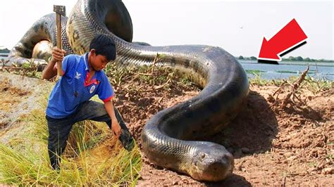 Biggest Snakes Found Around The World Video