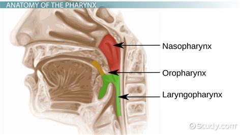 Pharynx Anatomy Definition And Function Video And Lesson Transcript