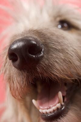 Prices can vary considerably, however, depending on factors like where you live and the age and weight of your dog. How Much Do Braces for Dogs' Teeth Cost? | Dog Care - The ...