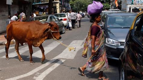 Mob Kills Muslim Man Who Was Transporting Cow Indian Police Ctv News