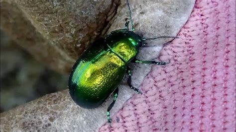 Green Metallic Beetle 22160 Saint Nicodème Côtes Darmor Brittany