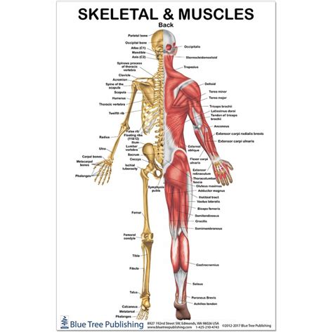 Muscles Of The Back And Pelvis X Premium Poster Learn Muscles