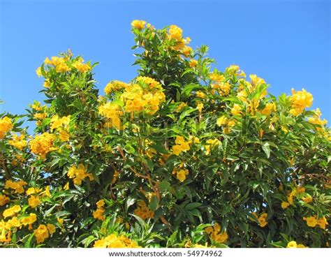 Yellow Flowers Bush Allamanda Allamanda Schottii Stock Photo 54974962
