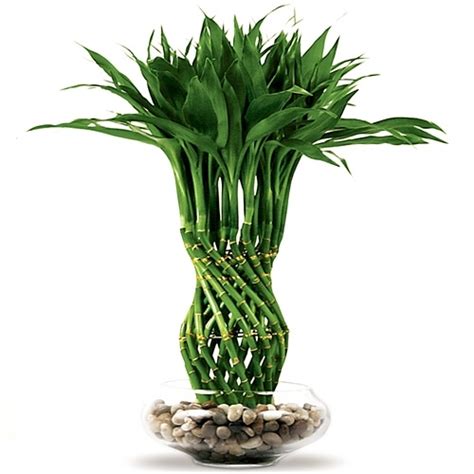 We provide all kind of lucky bamboo at reasonable prices. Lucky Bamboo Stalks, Lucky Bamboo Arrangements and Accessories