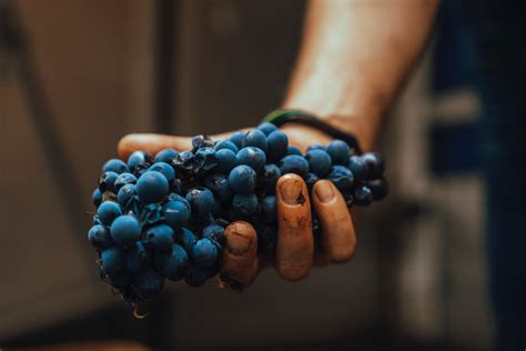 What Is An Oenologist And How To Become One Work In Wine