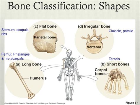 Ppt The Skeletal System Powerpoint Presentation Free Download Id5737514