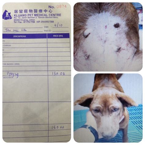 Spaying Sponsorship For 1 Female Dog In Kluang Tan Mei Lians