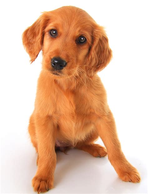 You can expect the highest level of service and personalized. Golden Irish Dog Breed Health, Temperament, Training ...