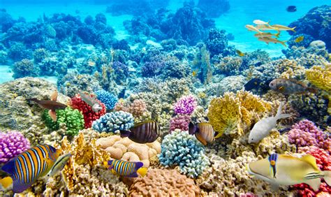 Resilient Coral Reefs Moving North Can Be Guarded Against