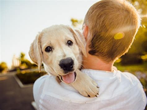 ¡amor Perruno Estudio Releva Que Perros Lloran Al Reencontrarse Con